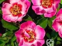 Роза куин бэбилон айз, интерплант