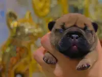 Щенок французского бульдога от чемпионов России, фотография 6