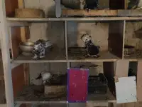 Голуби, фотография 2