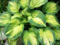 Хоста аллигатор алле (м)