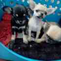 Щенки чихуахуа,девочки., фотография 3
