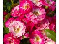 Роза Деганхарт миниатюрная