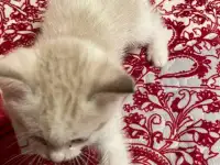 Отдам котят в хорошие руки, фотография 5