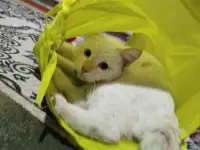 Пропал кот. Мкр. Тассай, г. Шымкент, фотография 3