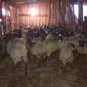 Продам овец романовских, фотография 2