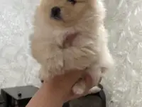 Щенки шпица, фотография 2