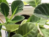 Продам цветы дешево, фотография 10