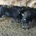 Продам телят бычков коров Ангус сементал герефорд мал, фотография 4