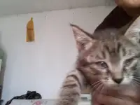 Пушистый дружочек, фотография 3