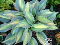 Хоста гранд маркью (m)