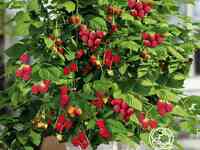 Малина карликовая руби бьюти