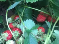 Продается дача, фотография 5