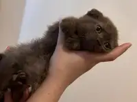 Шотландский шоколадный котёнок, 3 мес, мальчик