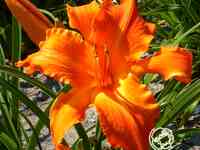 Лилейник праймал скрим