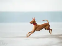 Фараонова собака щенки, фотография 3