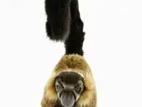 Игрушка мягкая hansa, фотография 2