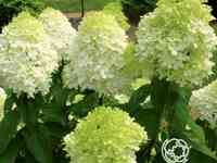 Гортензия лаймлайт