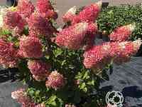 Гортензия строуберри блоссом