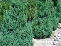 Можжевельник китайский стрикта