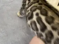 Бенгальские котята., фотография 4