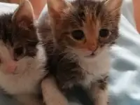 Отдам котят в хорошие руки., фотография 2