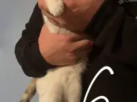 6 котят Девочки Есть домашнюю еду молококорм приучена к лоткуигривыемышеловки, фотография 6