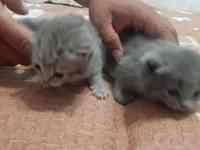 Котята британцы, фотография 4