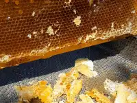 Продам мед (подсолнечник), фотография 2