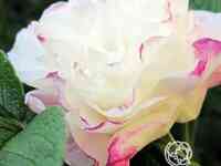 Роза луиза багнет канадская парковая п/c