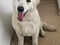 Продам Собак Породы Белая Швейцарская овчарка, фотография 6