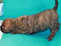 Продам щенков Канарского дога, фотография 5