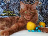 Мейн Кун красный солид. Шоу класс. Питомник, фотография 9