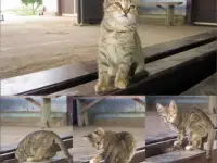 Милые кошечки, фотография 2