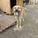 Собаки из приюта  свет надежды, фотография 10