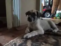 Отдам щенка, фотография 3