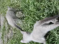 Отдадим котят в добрые руки, фотография 5