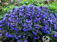 Медуница Блю Энсайн