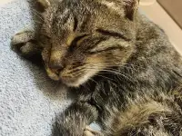 Отдам кошку Дымку Астана, фотография 2