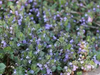 продаю лилию Марлен, кипрей, многолетние цветы, малину, вишню, сливу и др., фотография 3