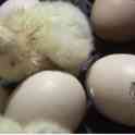 Инкубационные яйца Бройлер, фотография 2