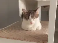 Отдам котенка в добрые руки, фотография 2