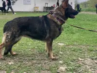 Немецкая овчарка, фотография 2