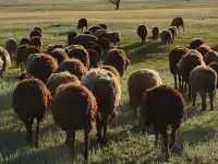 Мелкий скот, бараны, фотография 3