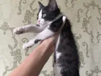 Отдам котенка в добрые руки, фотография 2