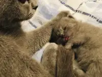 Шотландский прямоухий кот на вязку, фотография 4