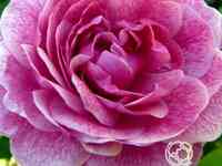 Роза морден руби канадская парковая к/с