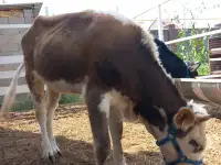 корова нестельная, фотография 5