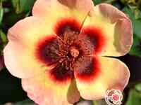 Роза фэнси бэбилон айз, интерплант