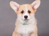 Щенки Вельш Корги Пемброк, фотография 2