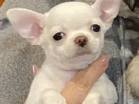 Чихуахуа. Щенки готовы к продаже., фотография 3